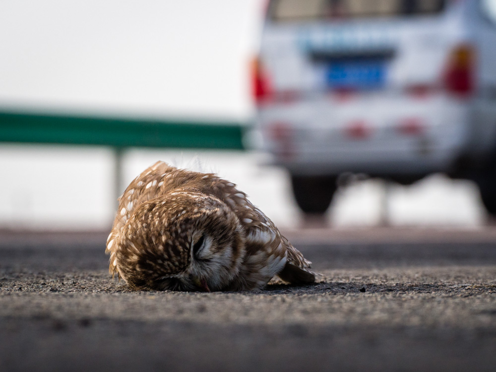 躺在路上的貓頭鷹