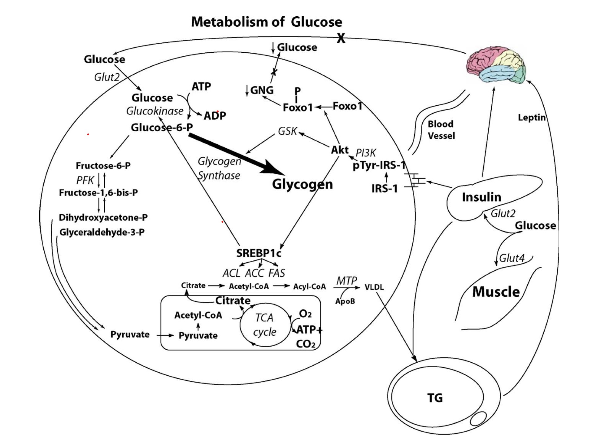 葡萄糖的代謝途徑